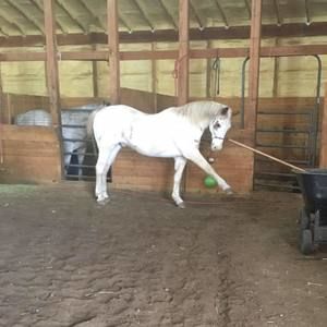 Meet your Posher, Allison